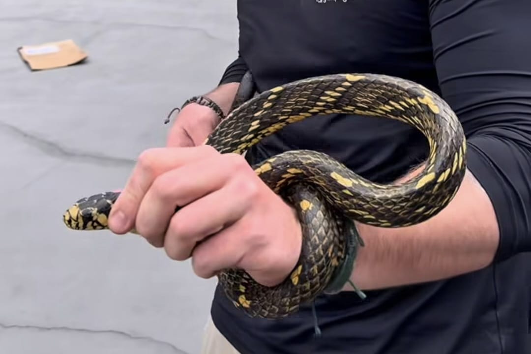 VÍDEO: Maior cobra de SC invade casa em Jaraguá e dá bote em biólogo
