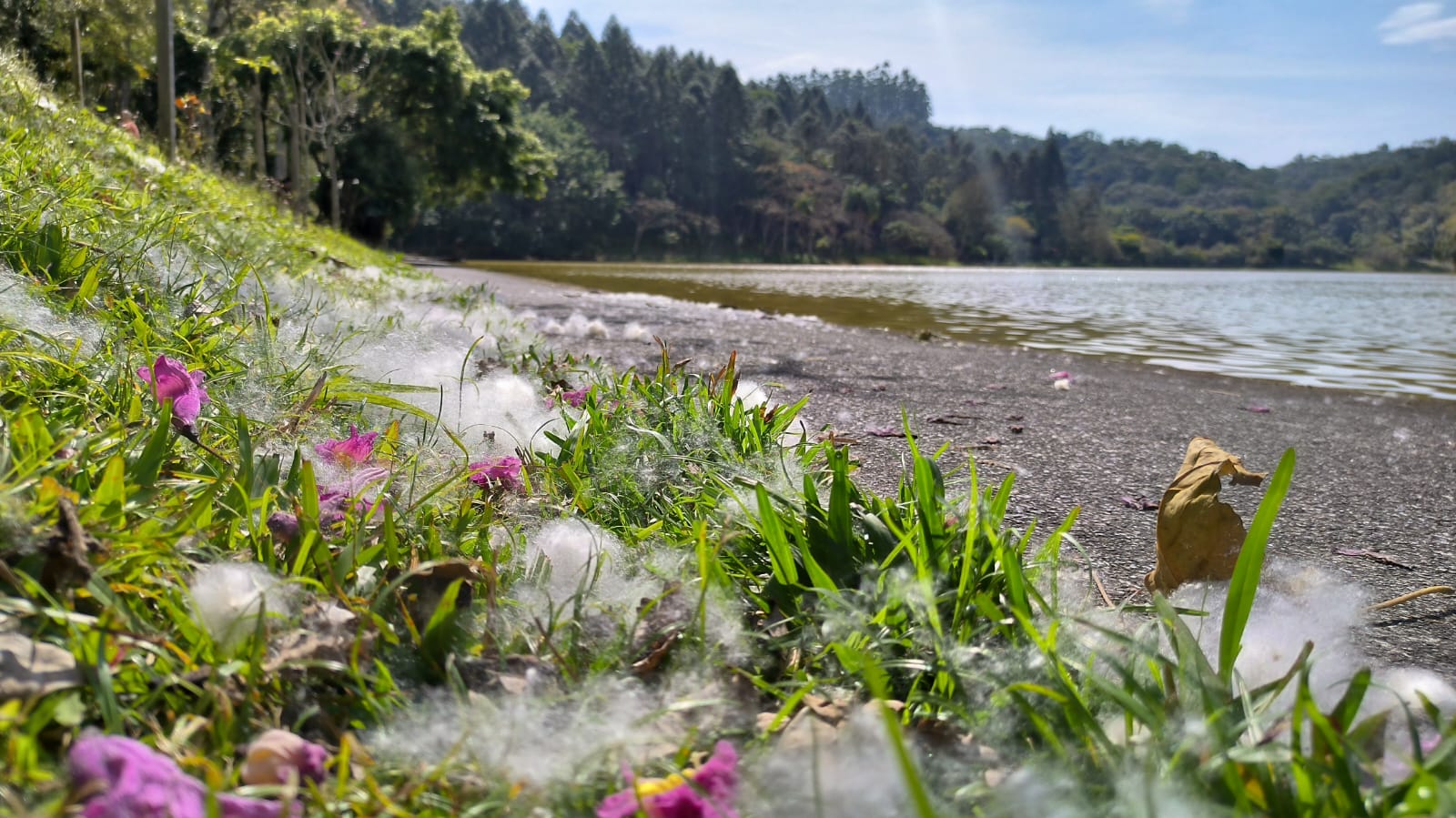 Tem uma árvore de algodão no Parque Malwee? Entenda!