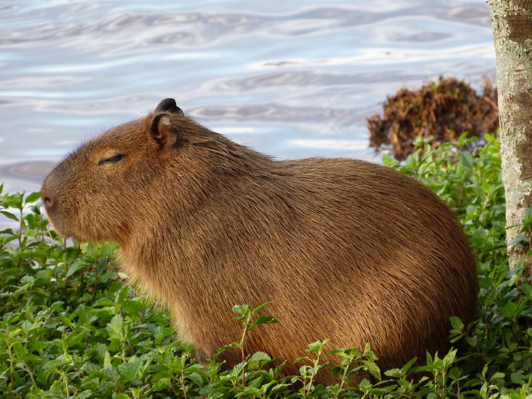 Capivara voadora? Roedor é um dos animais que mais oferecem riscos à aviação no Brasil