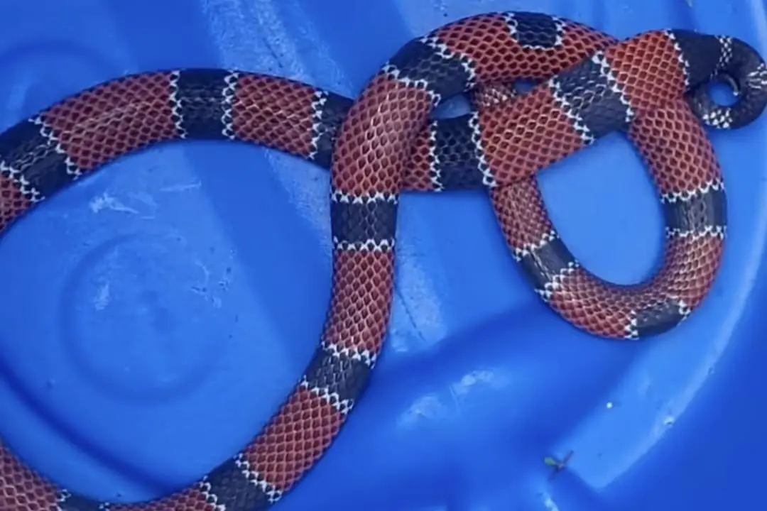 VÍDEO: Cobra mais venenosa do Brasil aparece em Jaraguá e surpreende moradores