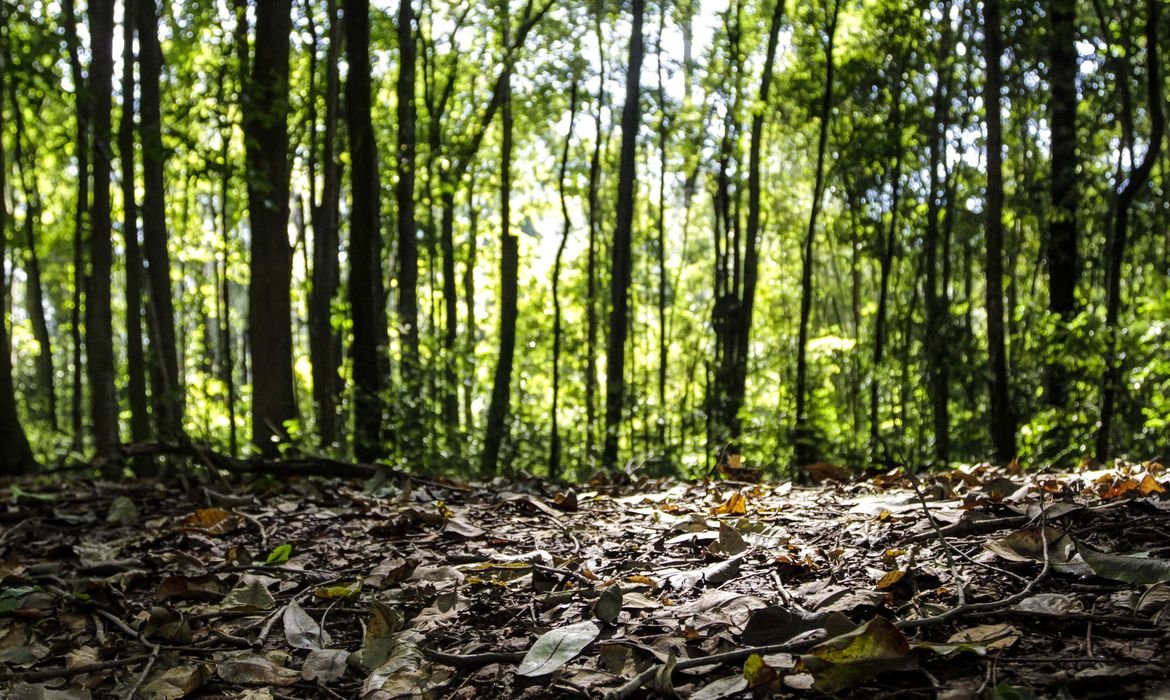 Produção Florestal do Brasil Cresce 16,7% e chega a R$ 44,3 bilhões
