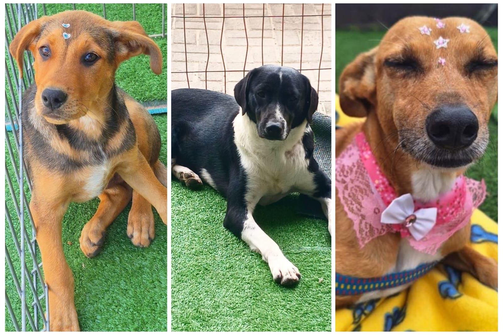 ‘Me leva pra casa?’: veja os 10 pets que esperam por um lar em Jaraguá