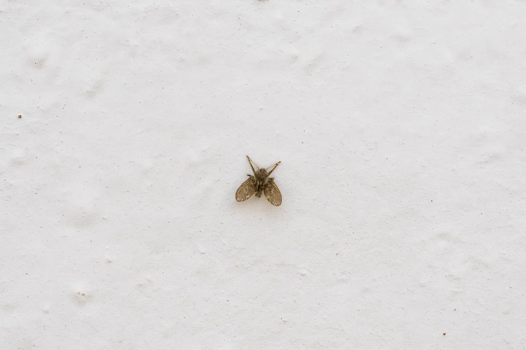 Moscas de banheiro: que riscos elas oferecem?