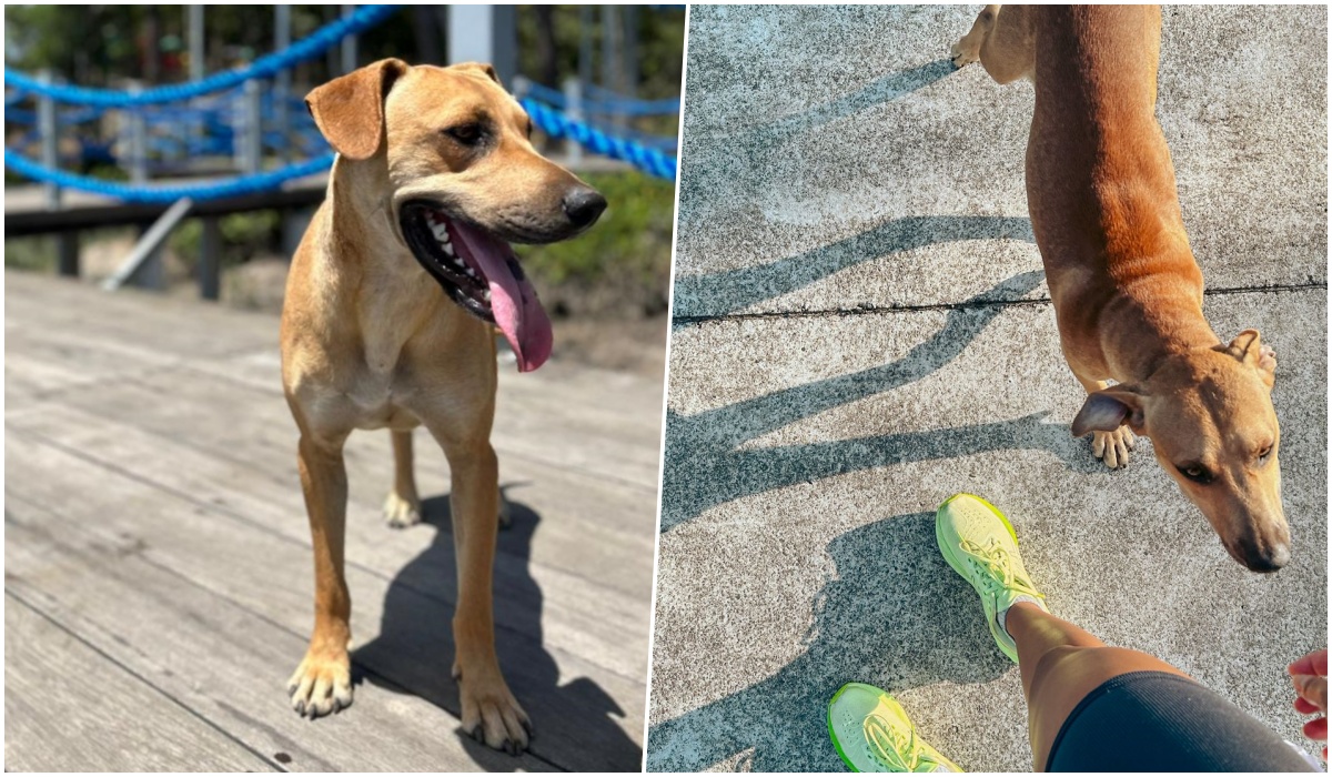 Conheça Caramelo, o cão atleta que corre com ciclistas em parque de Araquari