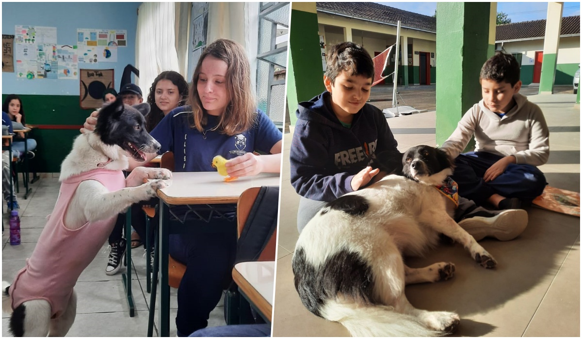 Conheça Elisa, a cachorrinha que foi adotada por uma escola inteira em Schroeder