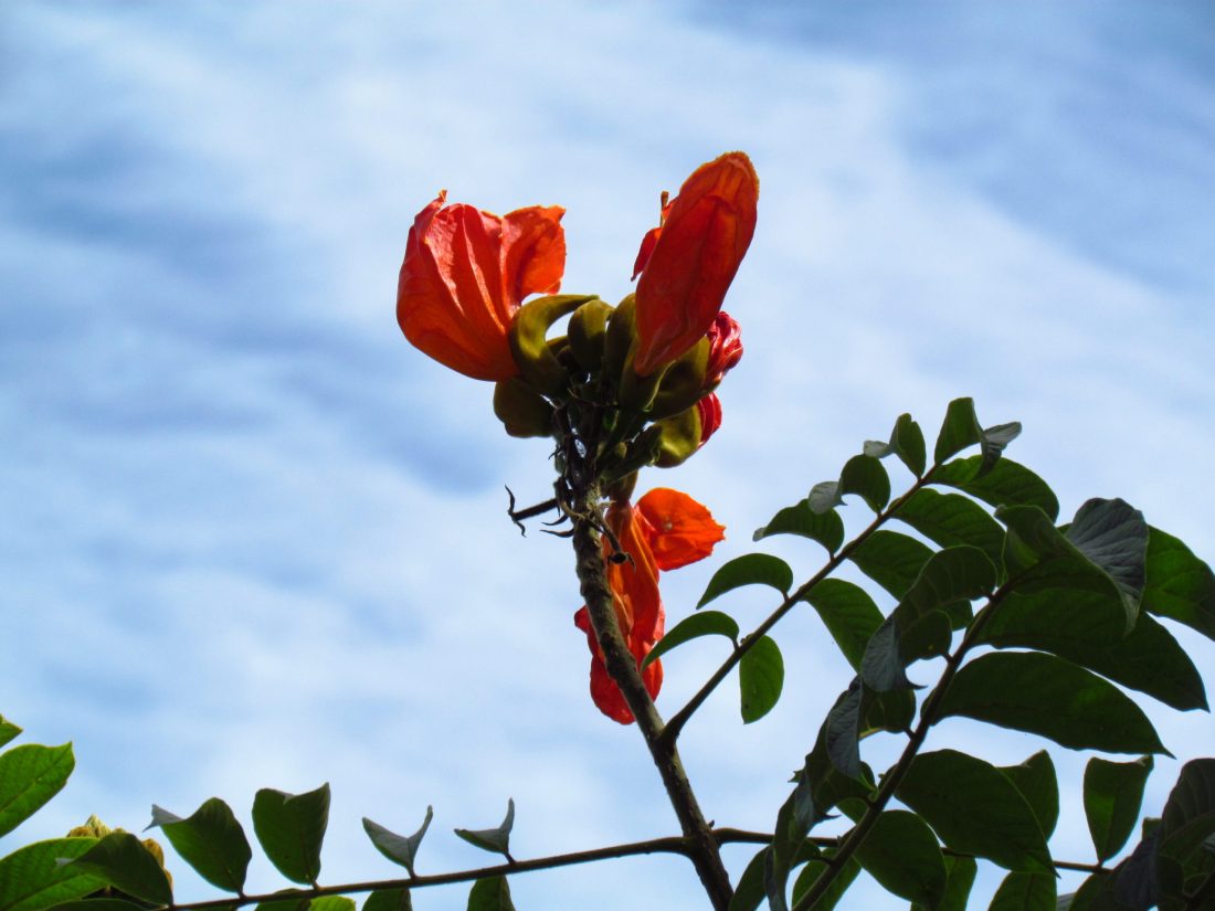 Planta tóxica proibida em Santa Catarina
