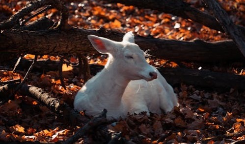 Raridade genética em animais intriga pesquisadores em cidades de SC; saiba mais!