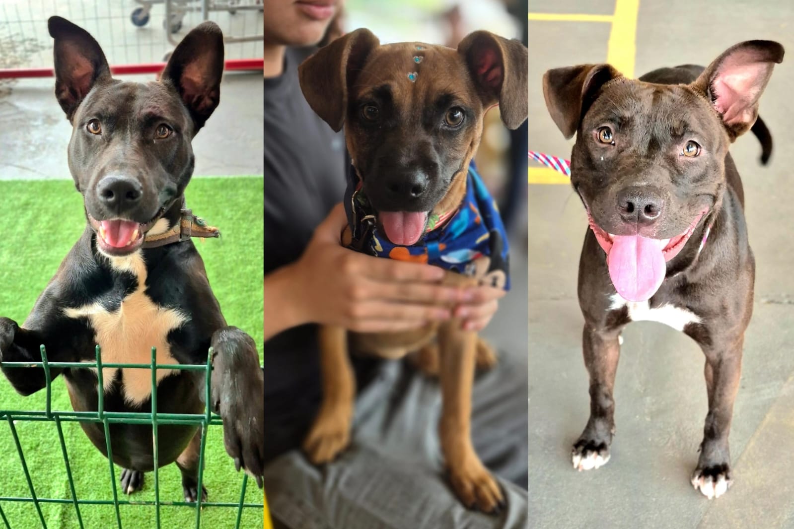 ‘Me leva pra casa?’: 10 cães disponíveis para adoção em Guaramirim nesta semana