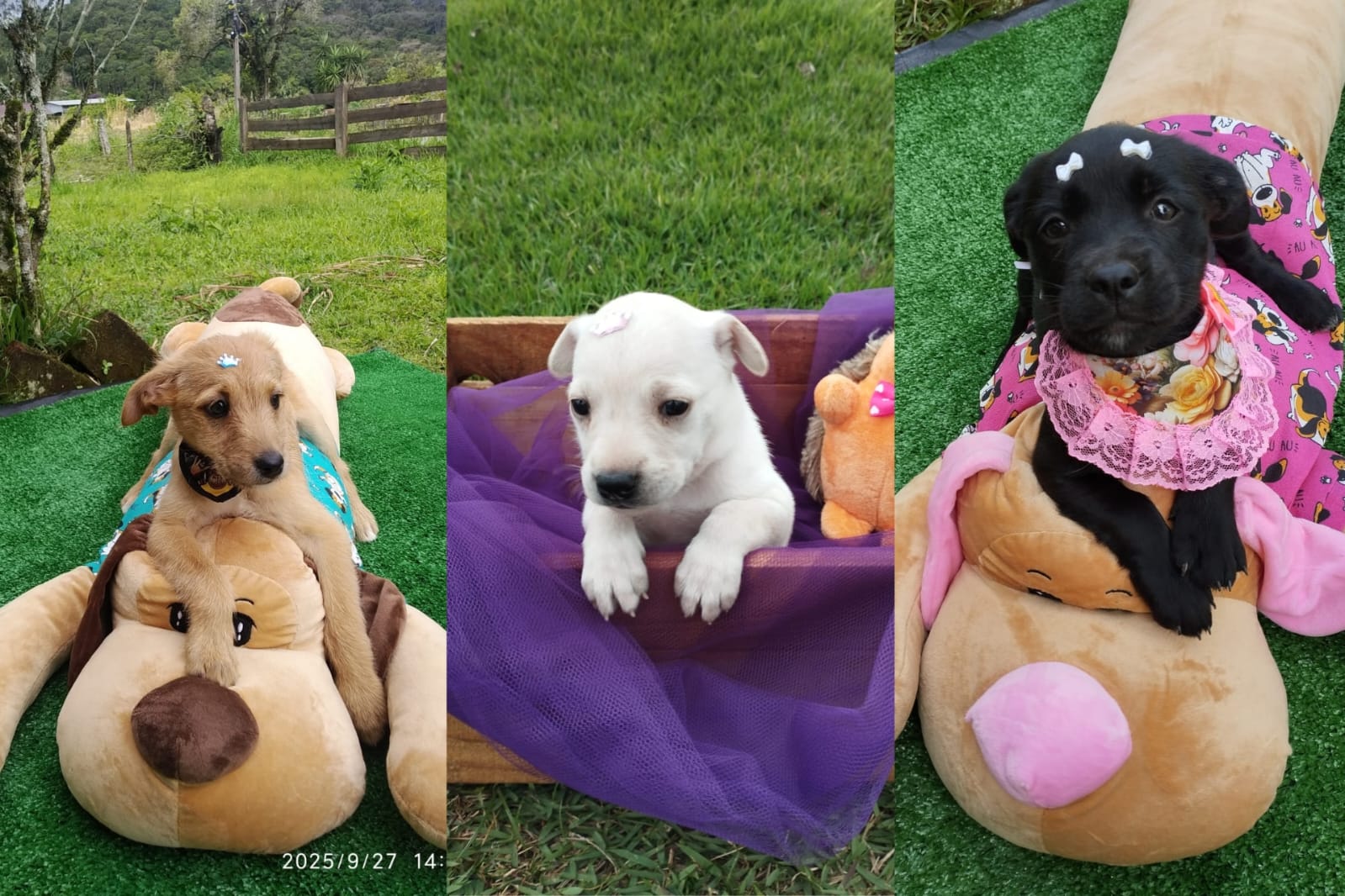 ‘Me leva pra casa?’: conheça 11 filhotes que estão para adoção em Jaraguá nesta semana