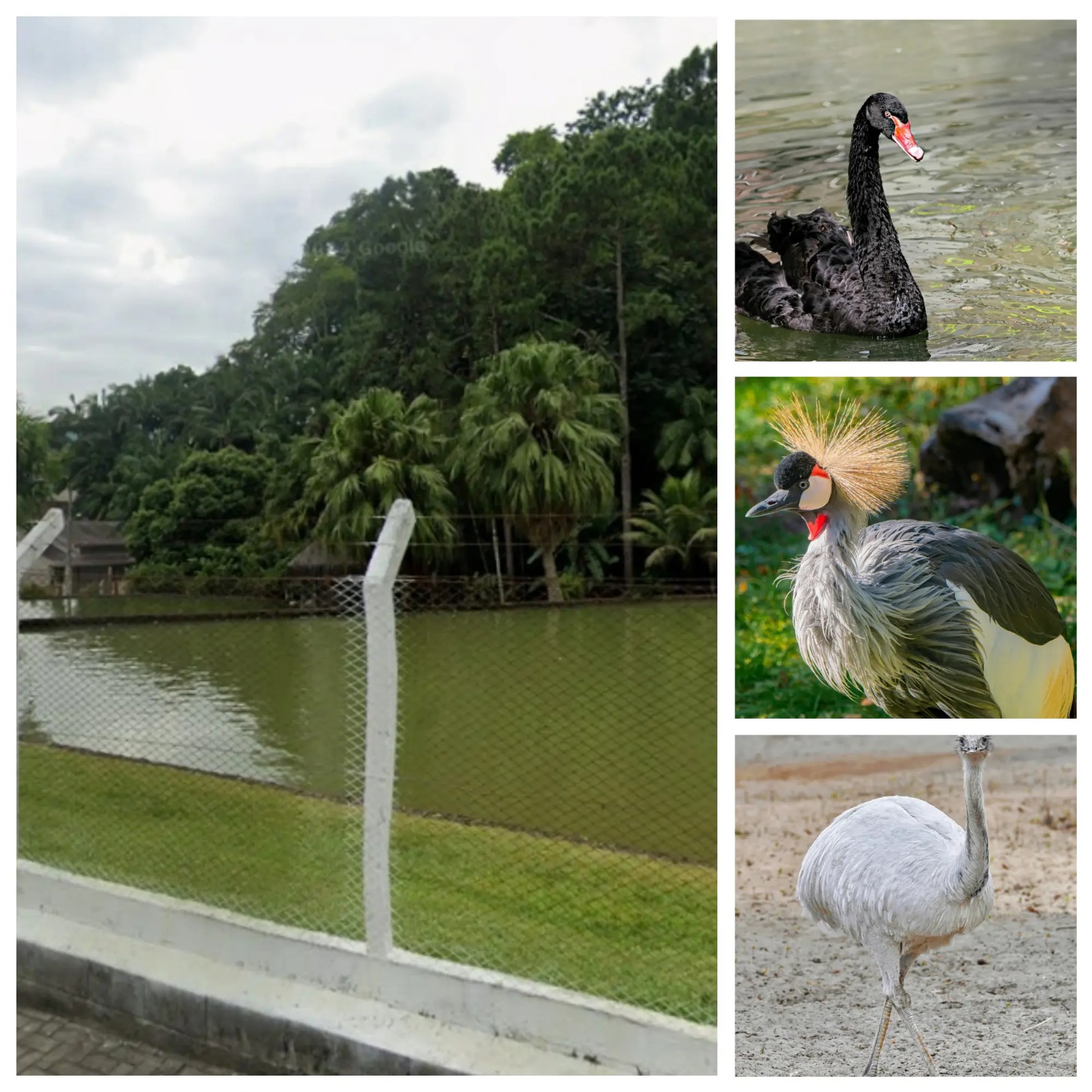 Entre cisnes, emas e aves exóticas: um refúgio inesperado na Ilha da Figueira, em Jaraguá do Sul
