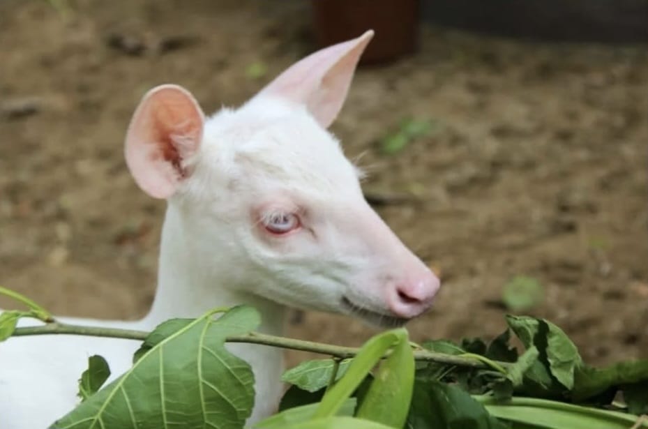 Espécie rara de veado albino vive em SC sob risco de extinção; saiba mais