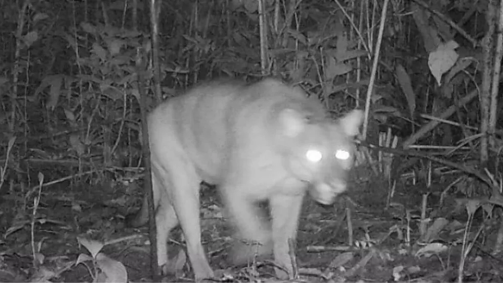 Da anta ao puma: 15 animais de Jaraguá do Sul que estão ameaçados de extinção