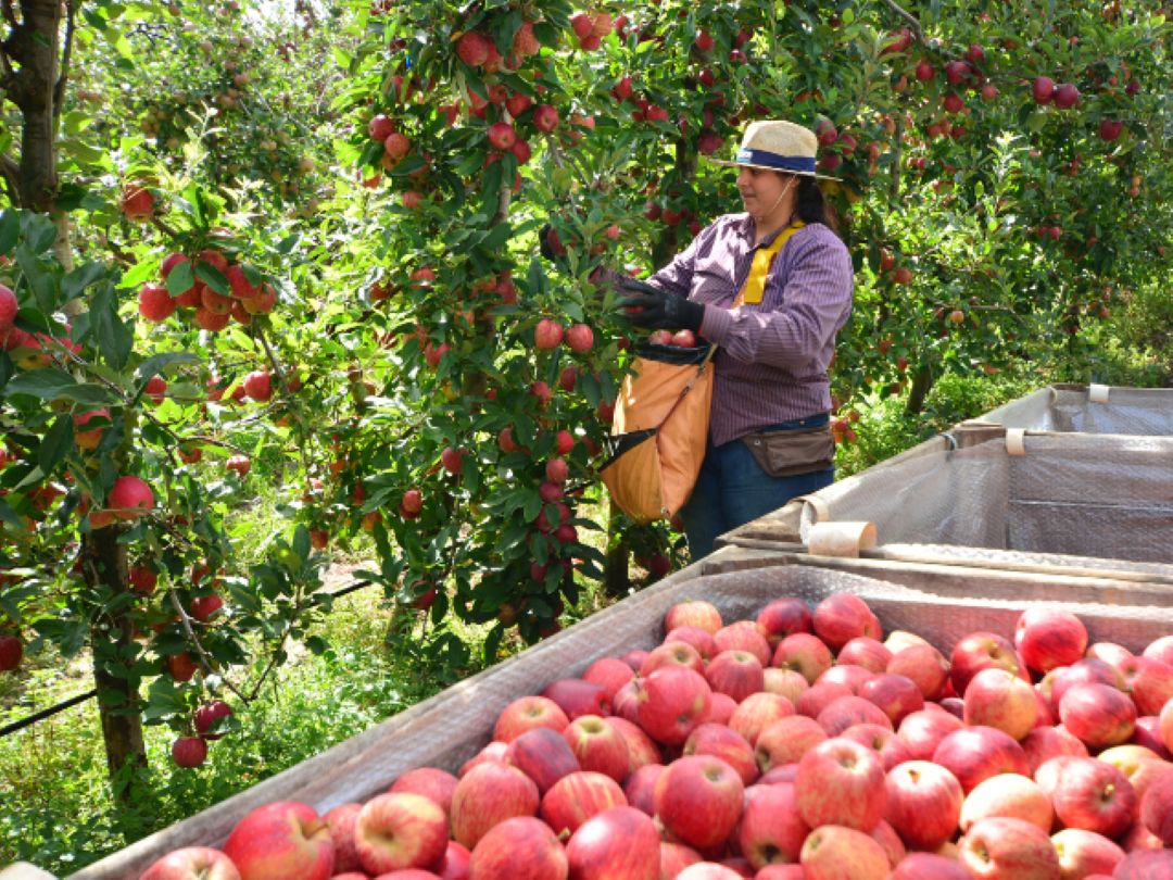 Agro catarinense consolida protagonismo no cenário nacional e se destaca em diversos setores