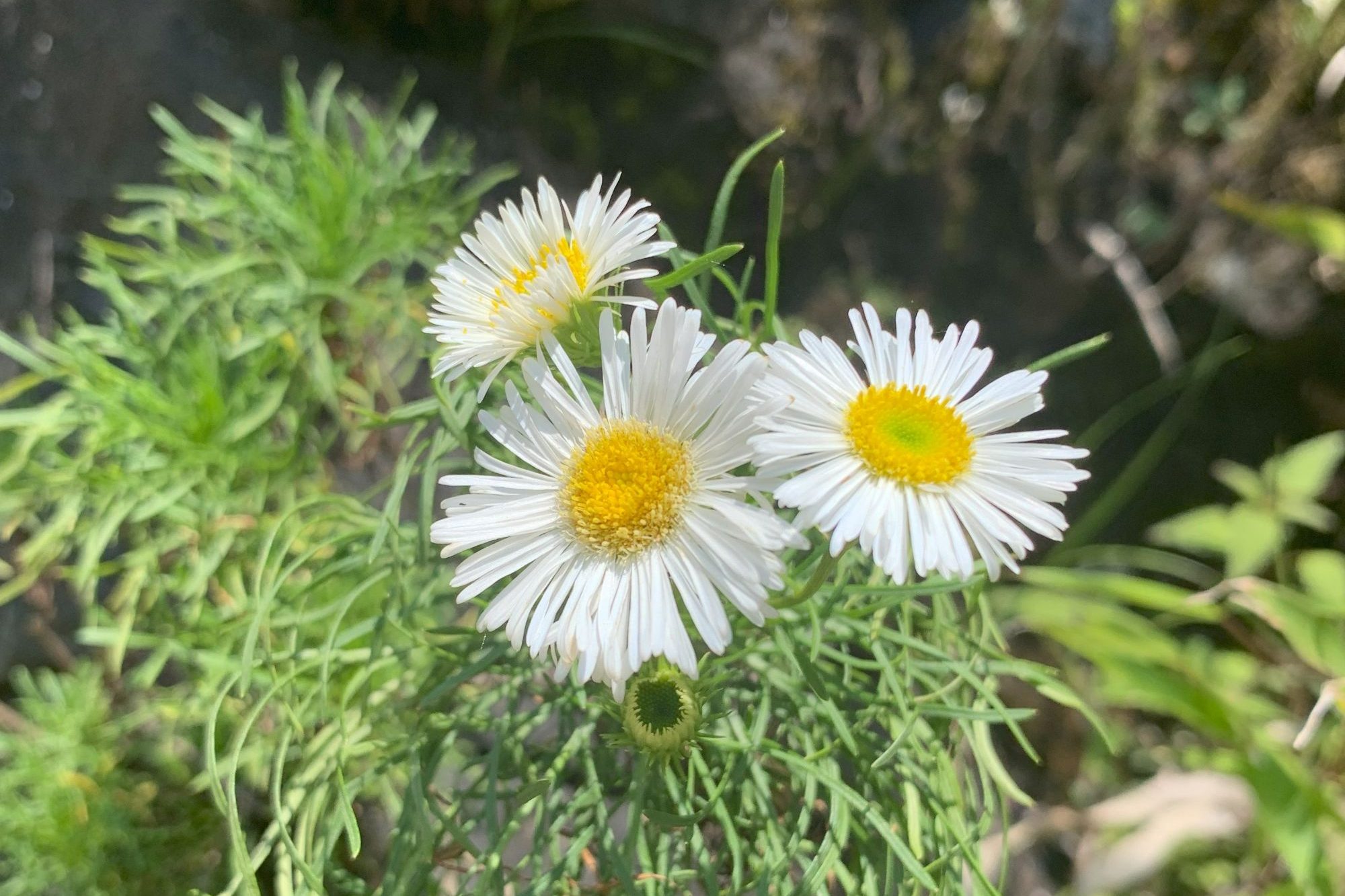 Flor ameaçada de extinção resiste em local improvável em SC, saiba mais!