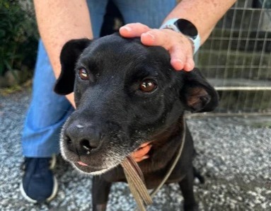 Pensa em adotar um pet? Este sábado (29) tem feira de adoção na Praça Ângelo Piazera; saiba mais!