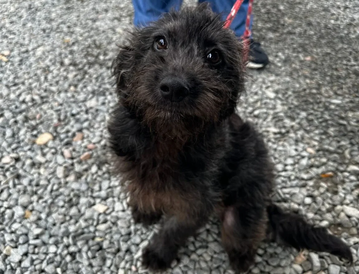Fujama fará nova feira de adoção de pets neste sábado (8) em Jaraguá; saiba mais!