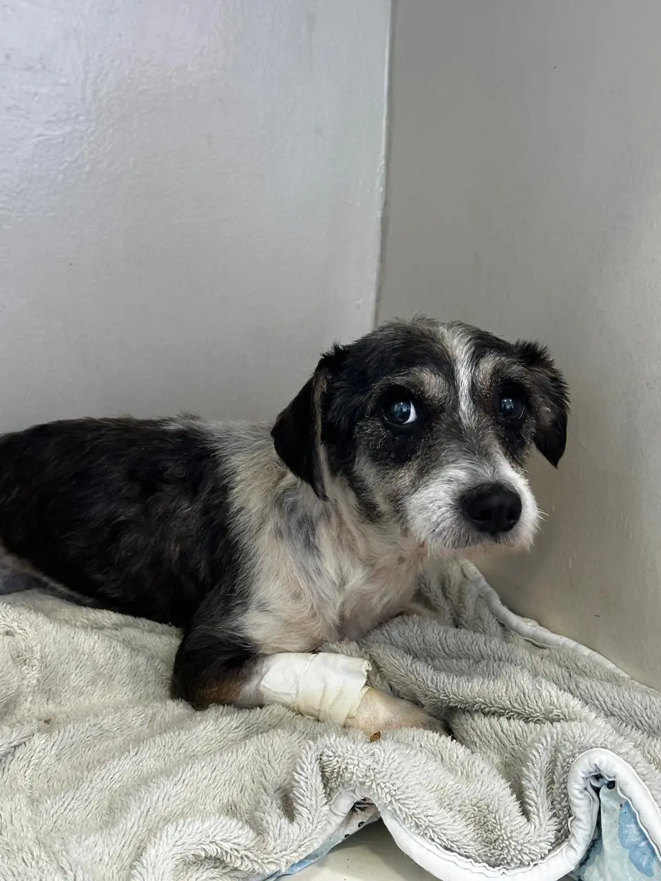 Sábado é dia de encontrar seu novo melhor amigo na Praça Ângelo Piazera