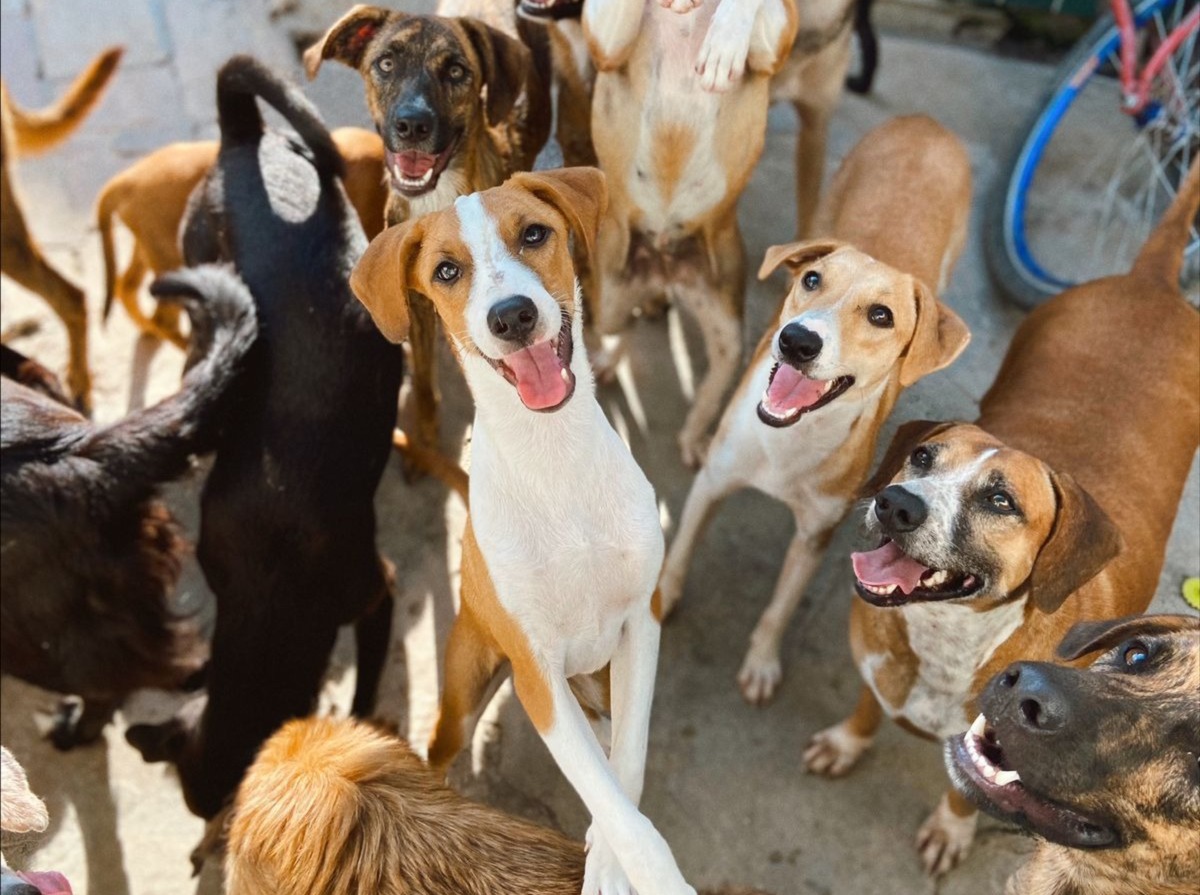Evento solidário em Guaramirim vira chance real de mudar o destino de 167 animais