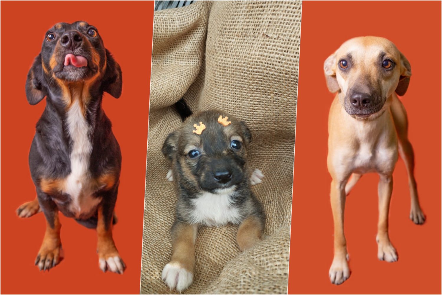 ‘Me leva pra casa?’: conheça 22 cães adoráveis que buscam um lar em Jaraguá