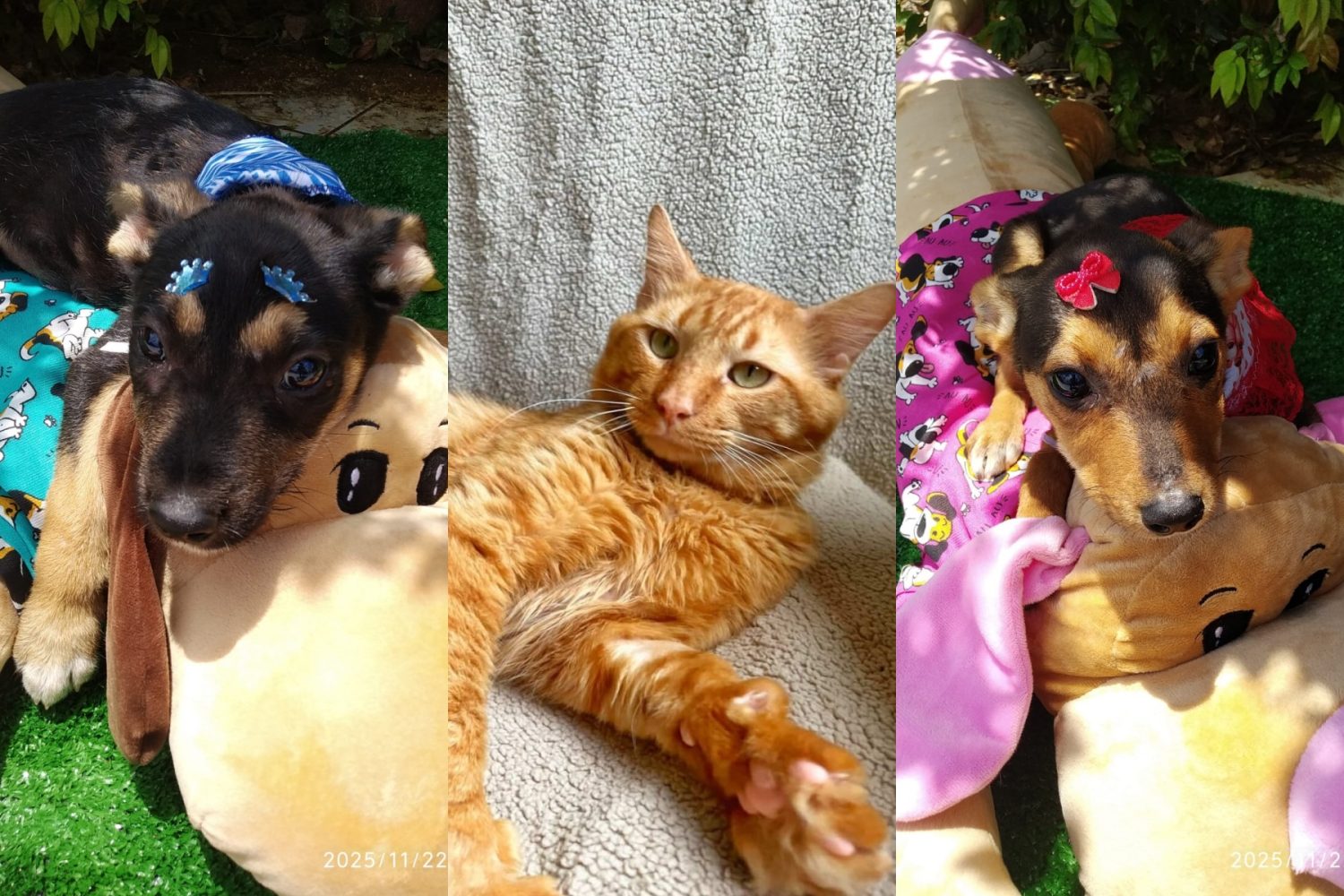 ‘Me leva pra casa?’ Conheça 16 pets disponíveis para adoção em Jaraguá do Sul