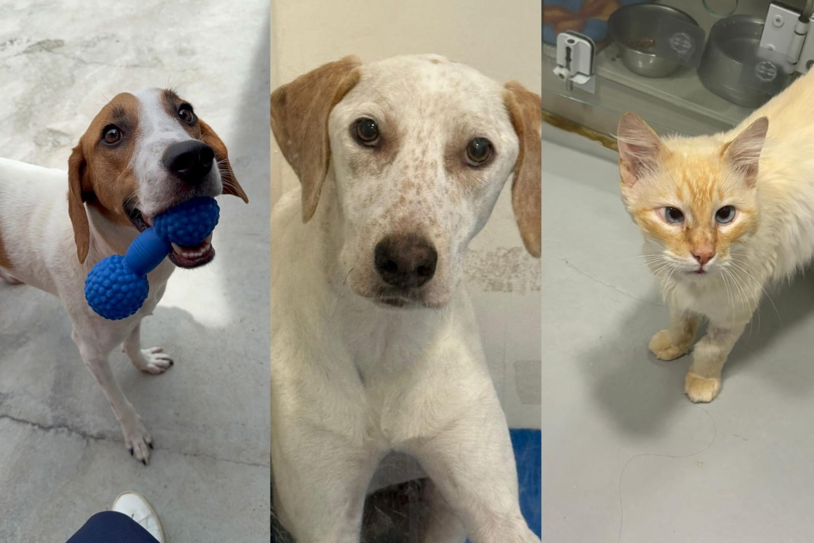 “Me leva pra casa?”: conheça 9 pets amorosos disponíveis para adoção em Jaraguá