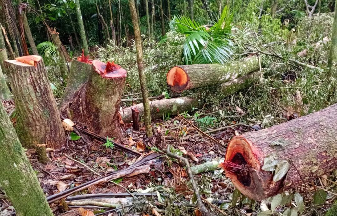 Após denúncia, Fujama constata corte ilegal de árvores nativas em Jaraguá do Sul