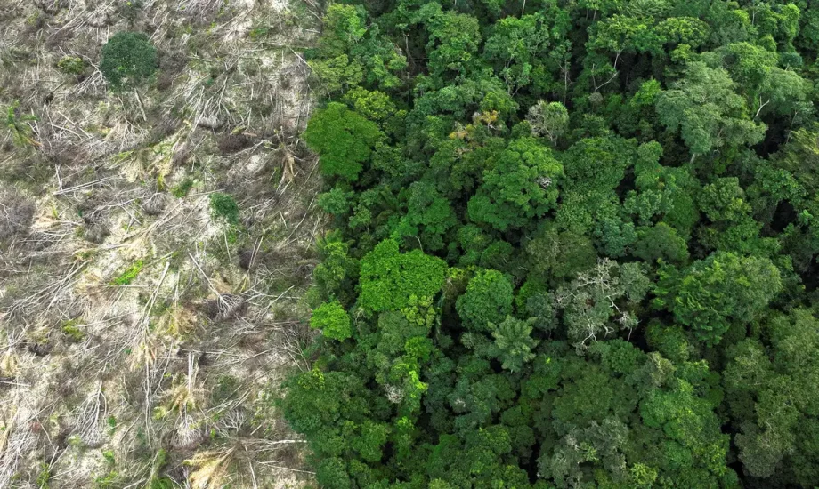 COP30 terá Amazônia como protagonista nas discussões sobre florestas e clima