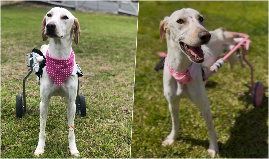 Um lar para Gaia: a cachorrinha que sobreviveu a um atropelamento e agora sonha com uma família