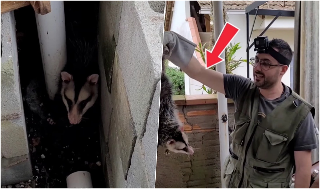 VÍDEO: Gambá ‘gigante’ surpreende moradores em Jaraguá e biólogo destaca a importância da espécie