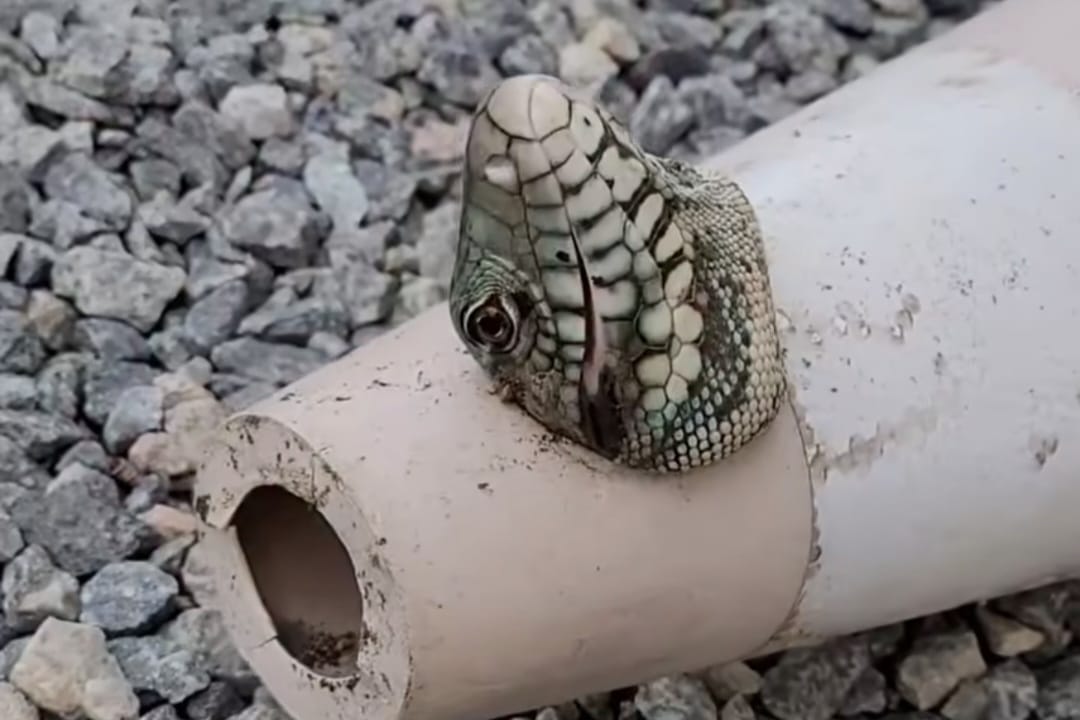 VÍDEO: Biólogo resgata lagarto preso dentro de cone em Jaraguá do Sul