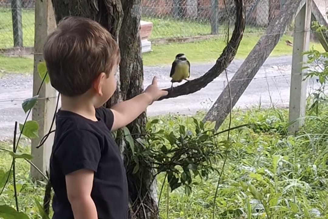 Criança de Brusque viraliza ao interagir com bem-te-vi de forma inusitada, veja o vídeo!