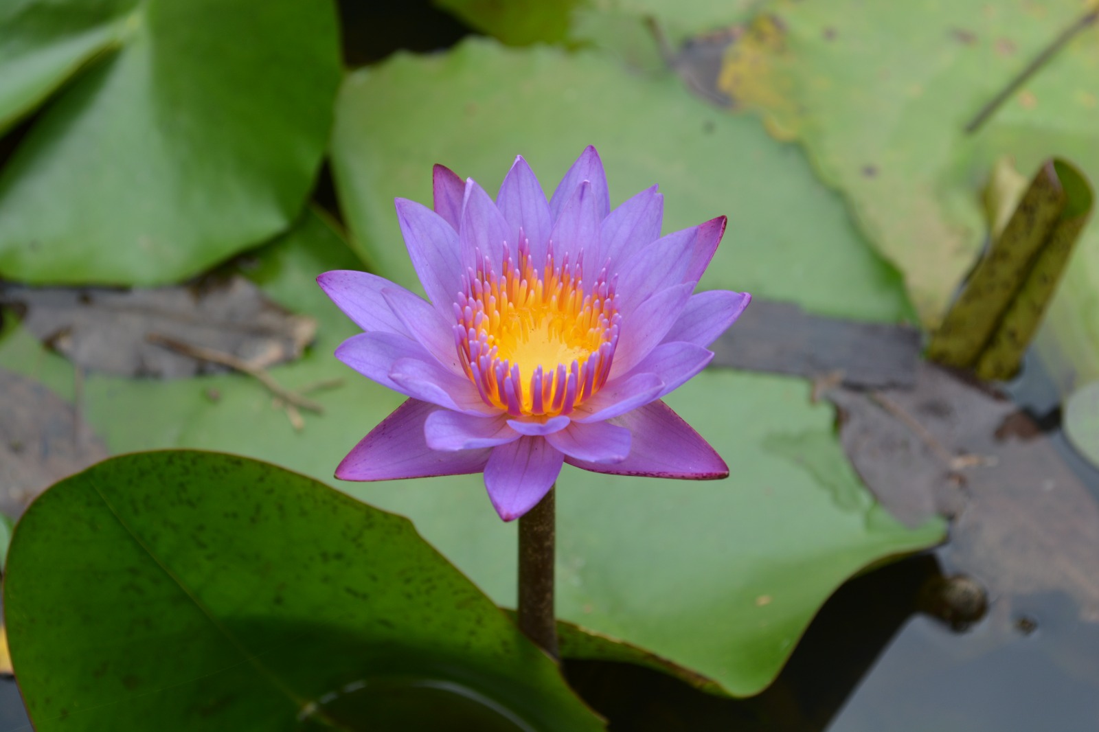 Aberta a temporada de lírios-d’água no Parque Malwee; saiba onde avistar a flor