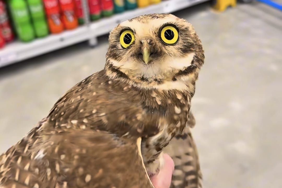 VÍDEO: Coruja invade mercado em Jaraguá e mobiliza resgate inusitado