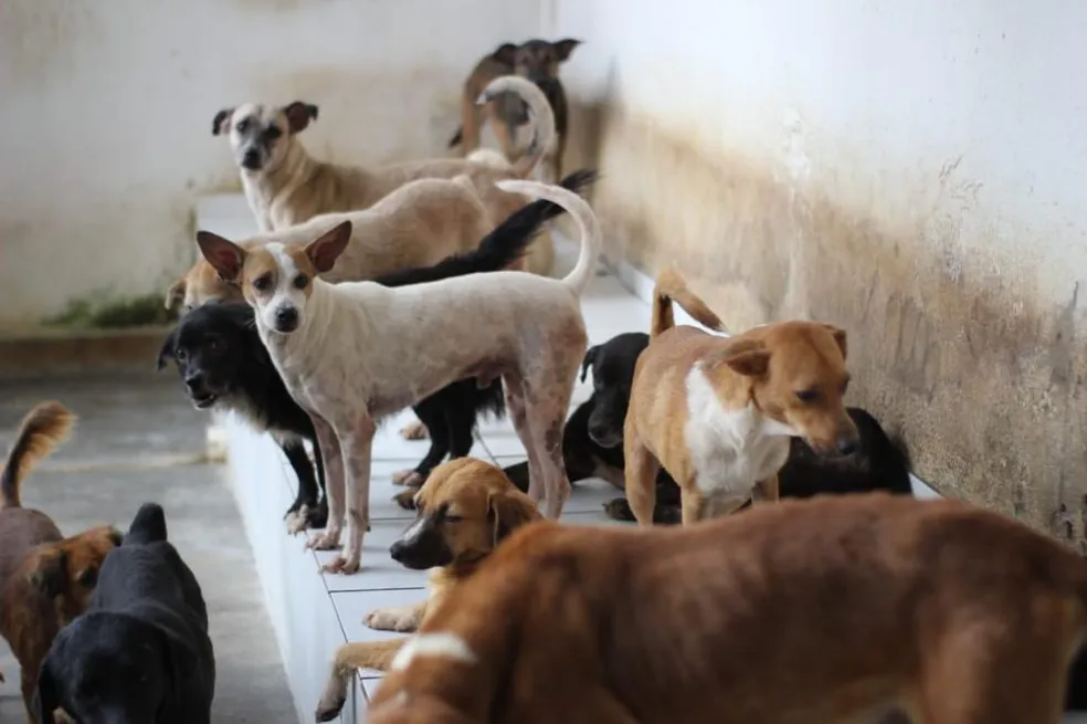 “Eles não são descartáveis”: protetoras de Jaraguá relatam aumento no abandono de animais no fim de ano