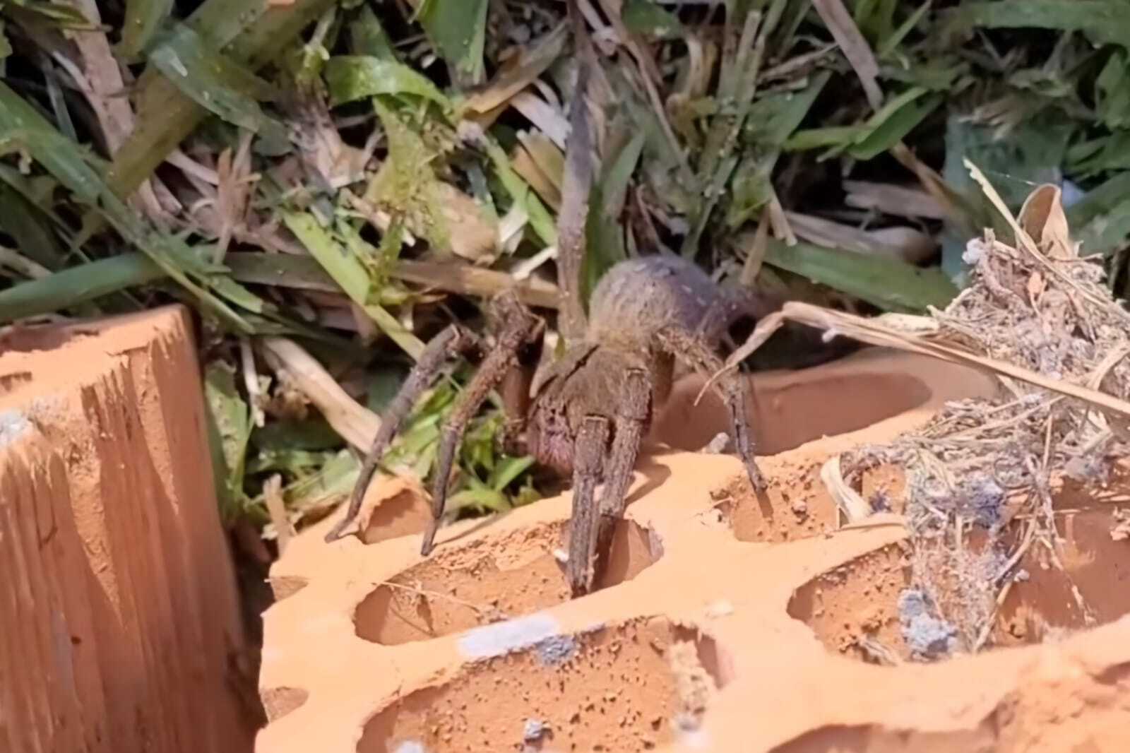 Cuidado com faxinas e obras de verão: biólogo alerta para o risco de bichos venenosos