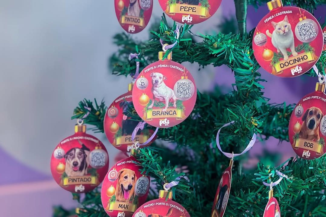 ‘Me leva pra casa?’: veja 12 bichinhos que esperam por adoção neste Natal em Jaraguá