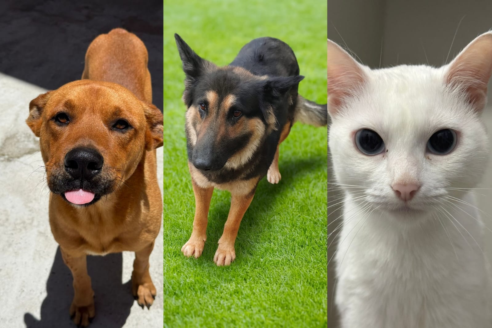 ‘Me leva pra casa?’: veja 9 pets fofos que esperam por um lar em Jaraguá