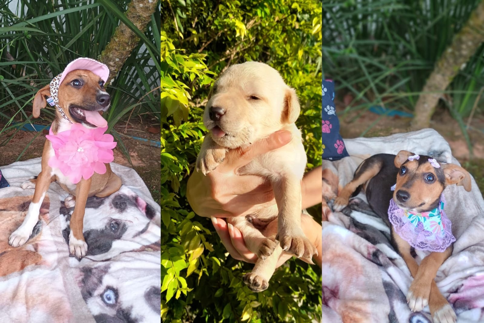 ‘Me leva pra casa?’: veja 9 filhotes fofos que esperam por um lar em Jaraguá do Sul