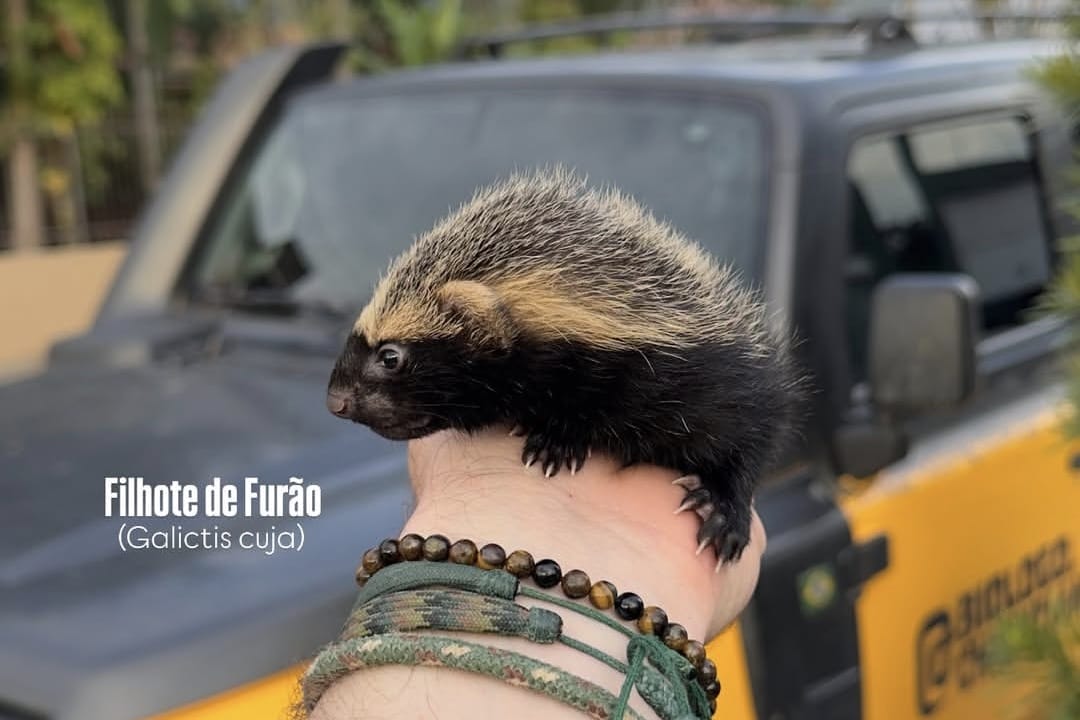 Lagarto na cama, cobras e gavião raro: biólogos fazem série de resgates inusitados em Jaraguá; veja vídeos
