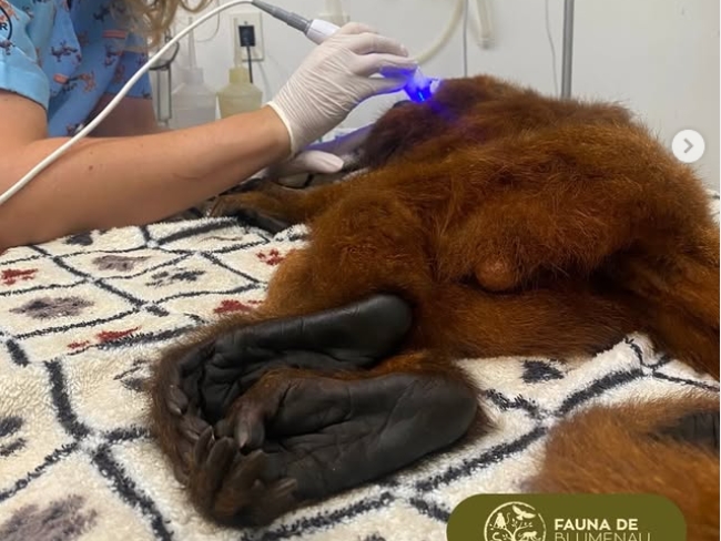 Conheça a história de Natalino, bugio encontrado ferido no Natal que está recebendo tratamento em SC