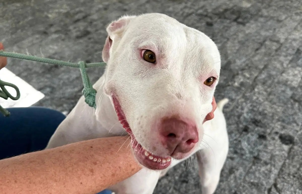 Fujama promove 1ª feira de adoção com pets já vacinados e castrados em Jaraguá neste sábado (17)