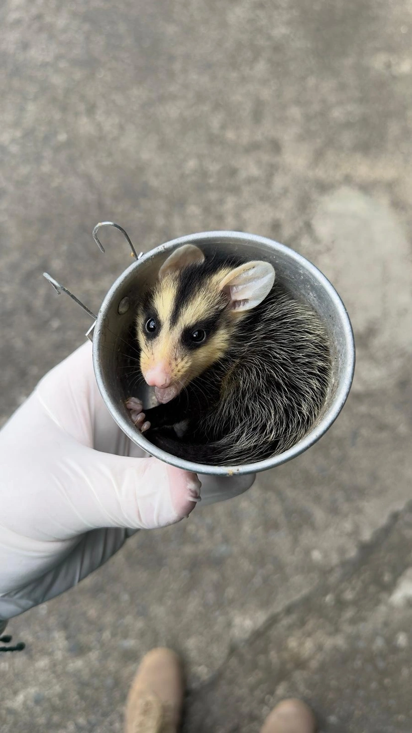 Resgate de fauna em Jaraguá do Sul tem 603 ocorrências em 2025