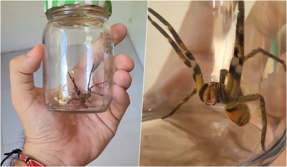 VÍDEO: Biólogo de Jaraguá encontra aranha mais perigosa do Brasil em casa e faz alerta sobre a espécie