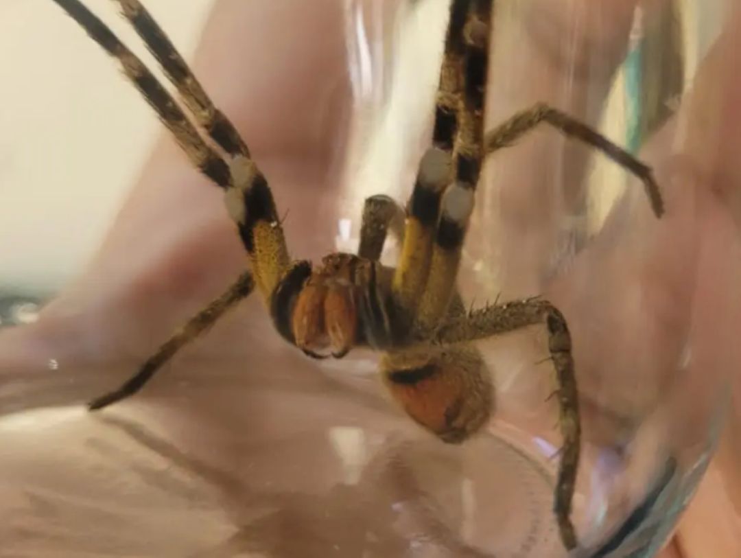 Veja quais são os animais peçonhentos que mais causam acidentes em Jaraguá e saiba como se proteger