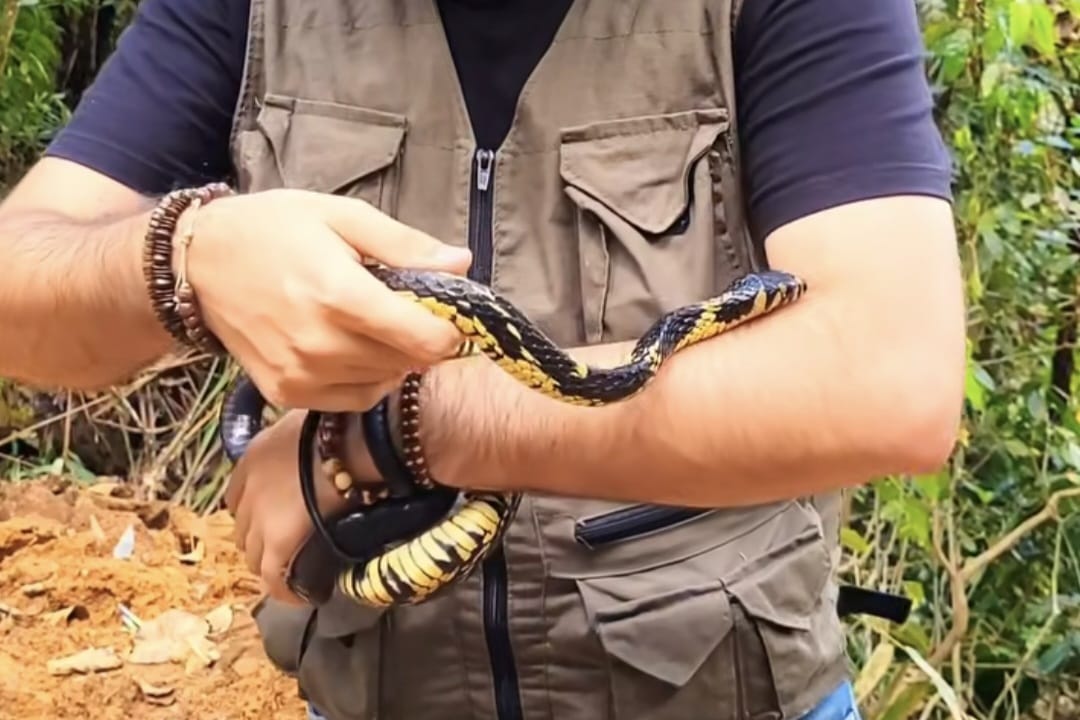 Afinal, a cobra caninana é mesmo perigosa? Biólogo de Jaraguá responde e alerta
