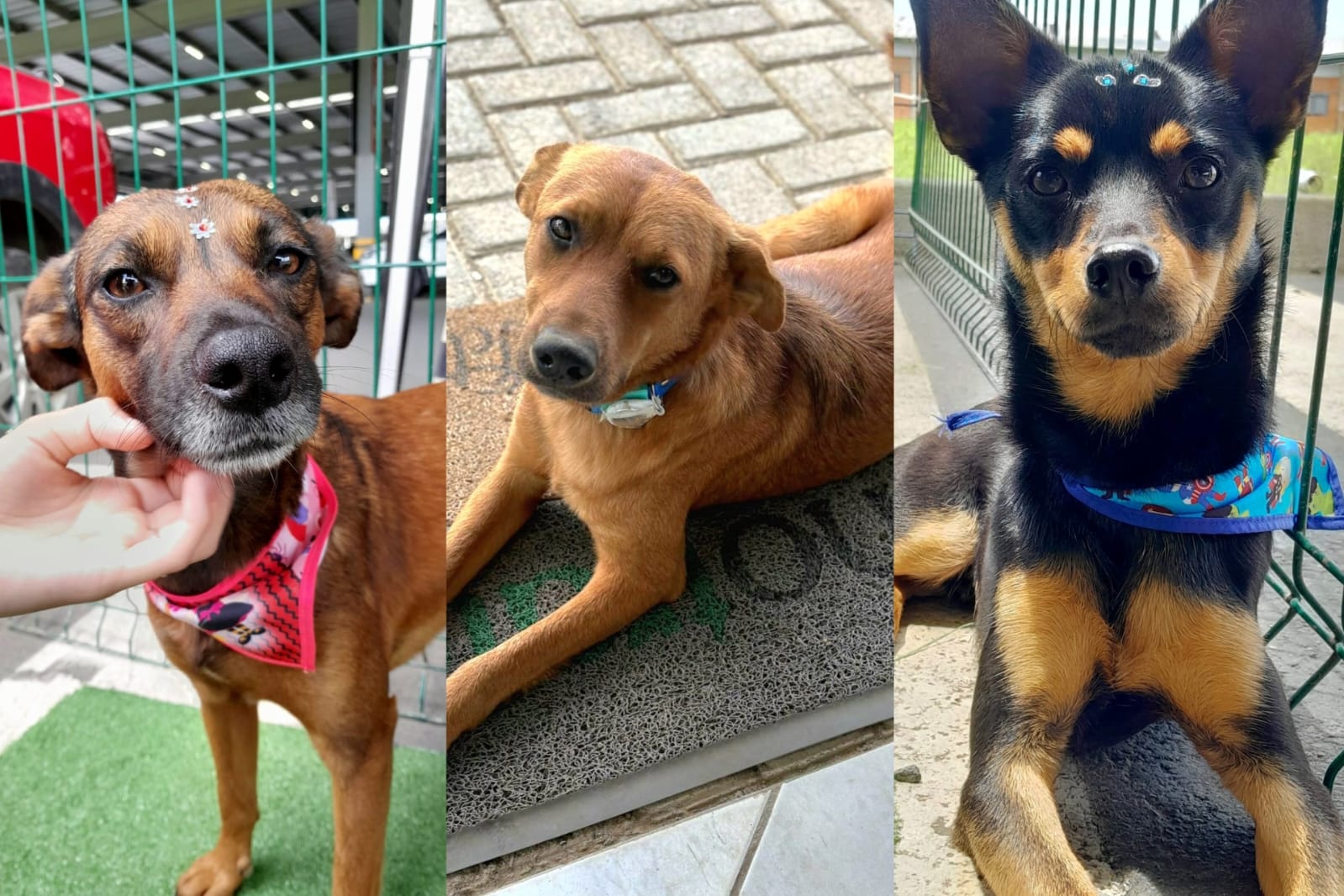 ‘Me leva pra casa?’ Conheça 10 aumigos que aguardam por adoção em Guaramirim