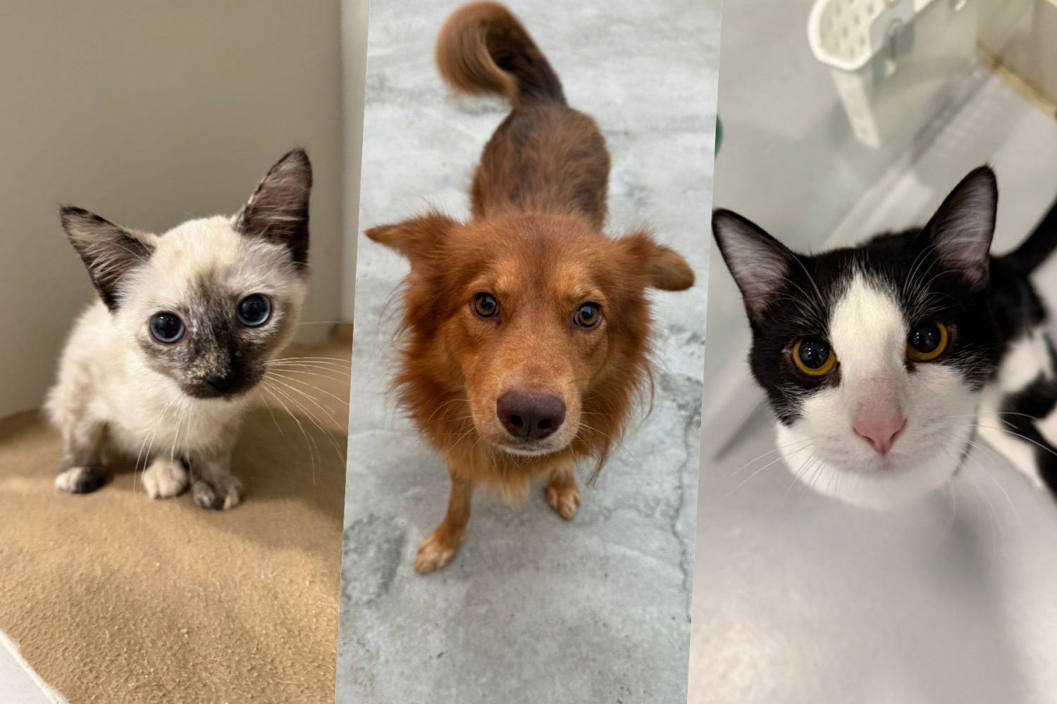 ‘Me leva pra casa?’ Conheça 10 pet amorosos que aguardam por adoção em Jaraguá