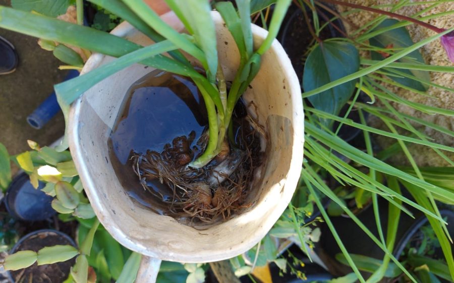 Barra Velha confirma primeiro caso de dengue e monitora outros 6