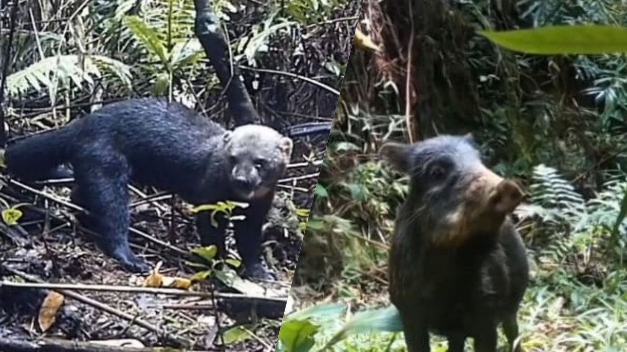 Antas, pumas e iraras: biólogo de Jaraguá flagra animais raros na cidade; veja o vídeo