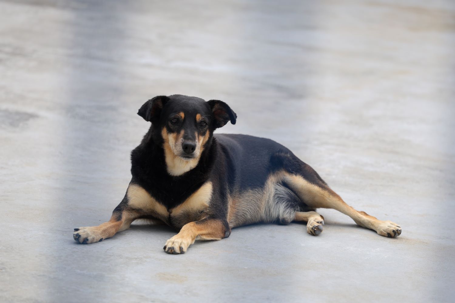 Após caso do cão Orelha, governador de SC sanciona lei que protege animais comunitários; entenda